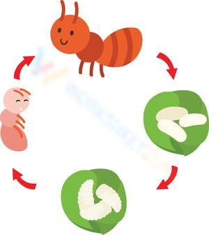 Ant Life Cycle: A Cute Learning Worksheet
