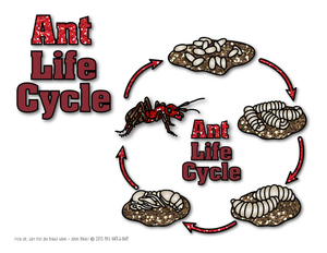 Explore the Ant Life Cycle with this Worksheet