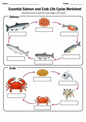 Grade 6 Animal Life Cycles — Printable No-Prep Worksheet
