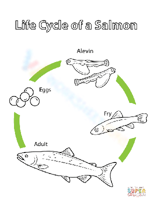 A Salmon Life Cycle Worksheet