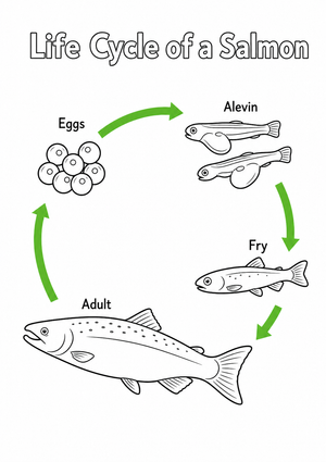 Salmon Life Cycle Worksheet | Essential Grade 3 Science