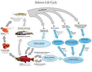 Salmon Life Cycle: An Educational Journey