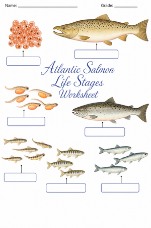 Grade 6 Salmon Life Cycle — Printable No-Prep Worksheet