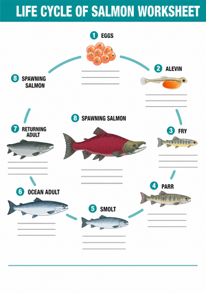 Life Cycle of Salmon Worksheet | Essential Grade 6-8 Science