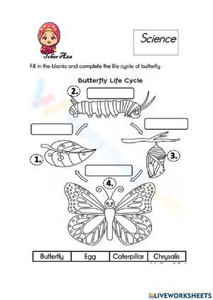 Butterfly life cycle