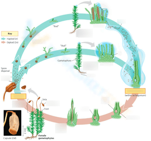 Moss Life Cycle Educational Worksheet