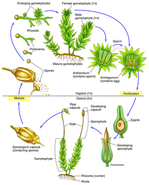 Moss Life Cycle Wheel Worksheet