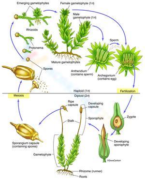 Moss Life Cycle Wheel Worksheet