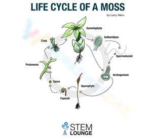 Life Cycle of a Moss: Botany Worksheet