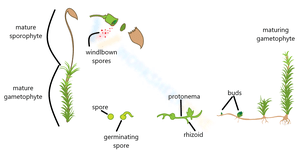 Moss Spore Germination: A Worksheet
