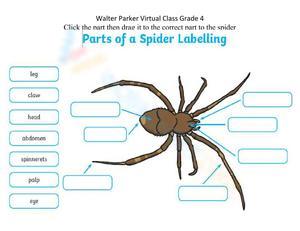 Labeling Spider Parts Worksheet
