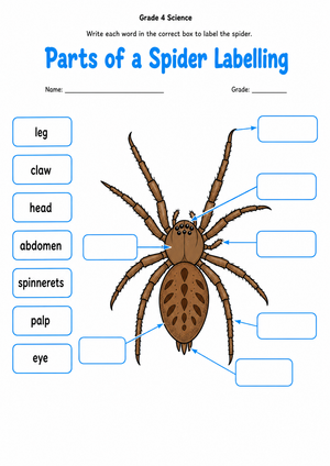 Grade 4 Spider Anatomy — Printable No-Prep Worksheet