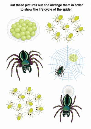 Spider Life Cycle Worksheet | Grade 1 Printable