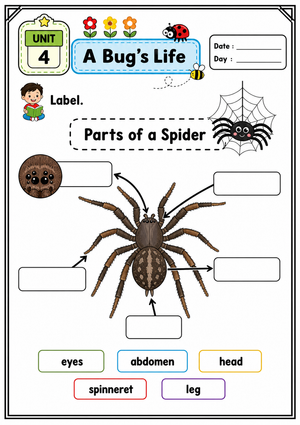 Spider Anatomy Worksheet | Grade 4 Science Printable