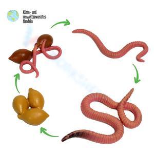 Label the Earthworm Anatomy