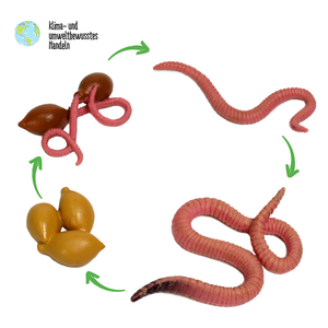 Label the Earthworm Anatomy