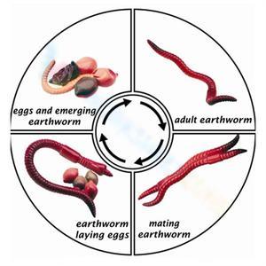 Studying the Earthworm Life Cycle