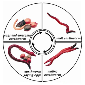 Studying the Earthworm Life Cycle