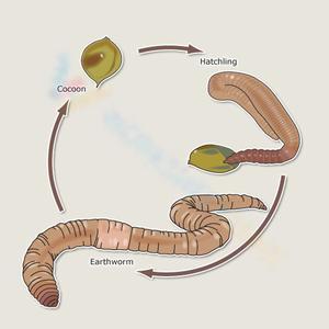 Learn Earthworm Life Cycle