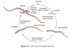 Earthworm Life Cycle: Explore Worms