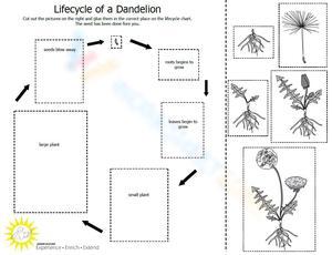 Dandelion Life Cycle Wheel