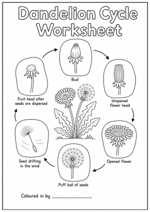 Grade 6 Dandelion Life Cycle — Printable No-Prep Worksheet