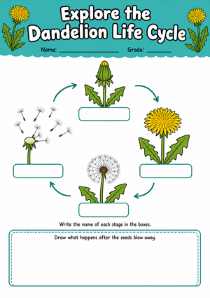 Dandelion Life Cycle Printable Worksheet | Grade 3