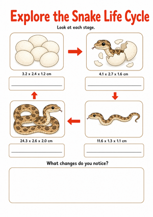Printable Snake Life Cycle Worksheet | Grade 3 Science