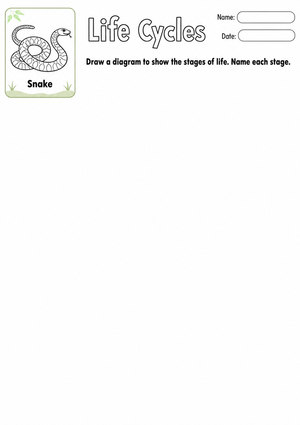 Grade 3 Snake Life Cycle — Printable No-Prep Worksheet