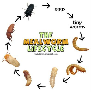 The Mealworm Life Cycle Wheel