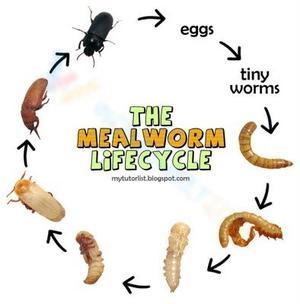 The Mealworm Life Cycle Wheel