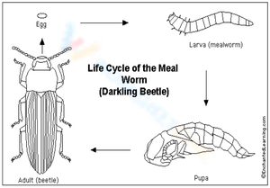 Worksheet on the Life Cycle of a Mealworm