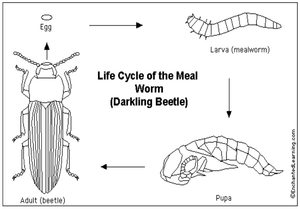 Worksheet on the Life Cycle of a Mealworm