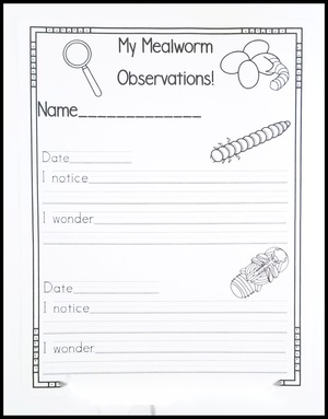 Conduct a Mealworm Observation