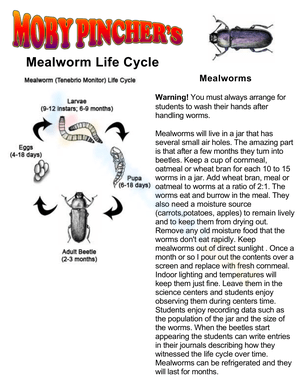 Grade 7 Mealworm Life Cycle Worksheets 2024 Grade 7 Mealworm Life Cycle Worksheets 2024