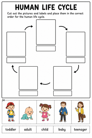 Essential Human Life Cycle Worksheet | Grade 1 Science