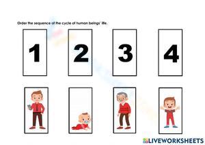 The Order of the Human Life Cycle