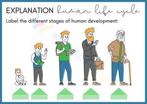 Understanding the Male Life Cycle