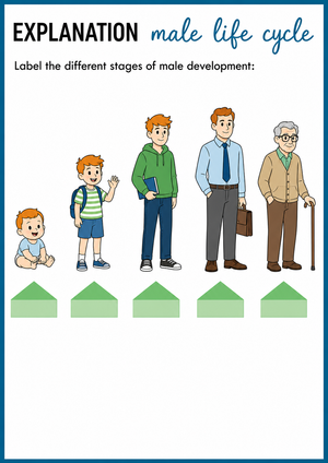Male Life Cycle Worksheet | Grade 6 Essential Science