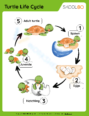 Colored Turtle Life Cycle Illustration