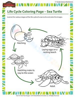 Explore Sea Turtle Life Stages