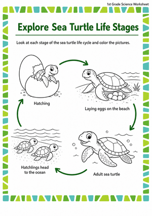 Sea Turtle Life Cycle Worksheet | Grade 1 Printable