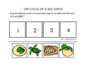 The Life Cycle of a Sea Turtle