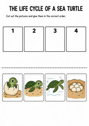 Grade 1 Sea Turtle Life Cycle — Printable No-Prep Worksheet