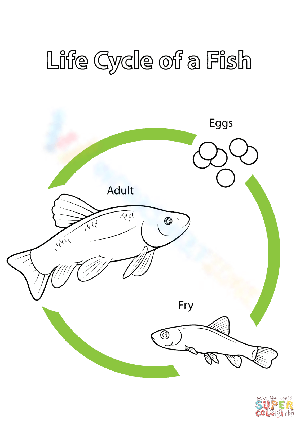 Explore the Fish Life Cycle with this Worksheet