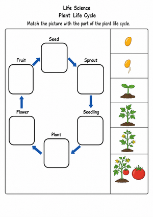 Printable Plant Life Cycle Worksheet | Grade 2 Science