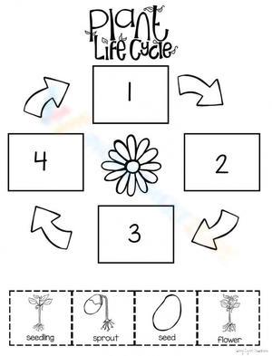 Plant Life Cycle Sequencing Worksheet