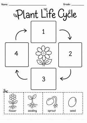 Plant Life Cycle Sequencing Worksheet | Grade 5 Essential