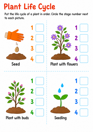 Grade 2 Plant Life Cycle — Printable No-Prep Worksheet