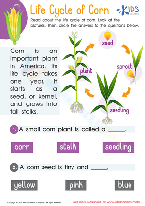 Corn Life Cycle: An Educational Worksheet